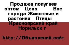 Продажа попугаев оптом › Цена ­ 500 - Все города Животные и растения » Птицы   . Красноярский край,Норильск г.